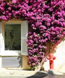 Смотреть изображение род Bougainvillea
