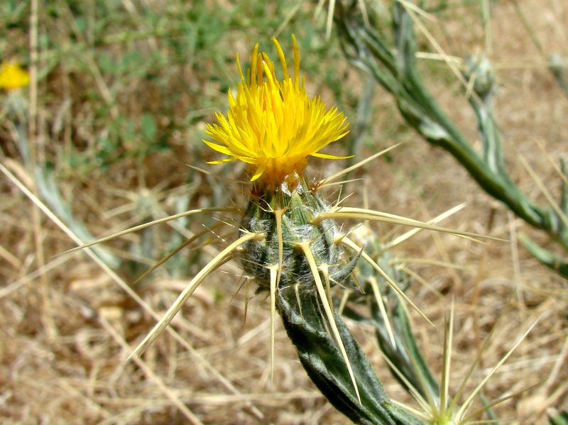 Image of Centaurea solstitialis specimen.