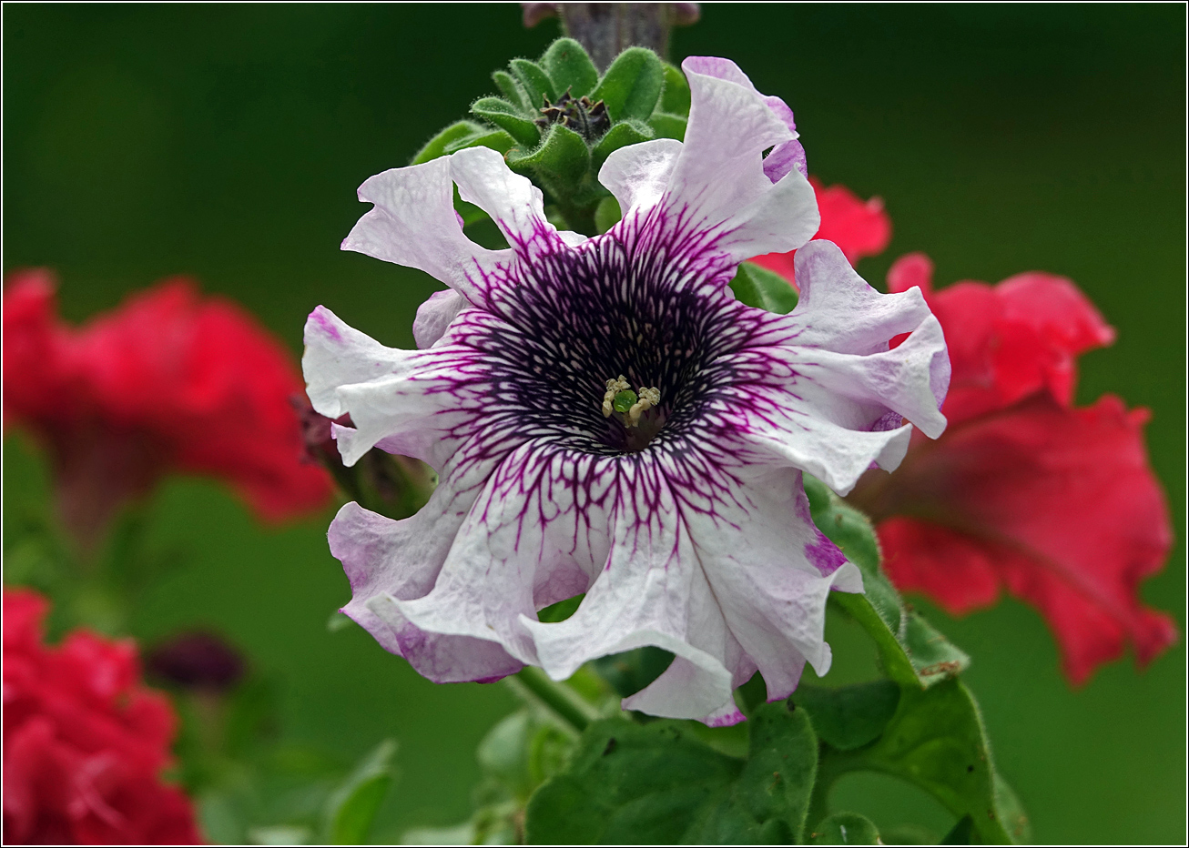 Image of Petunia &times; atkinsiana specimen.