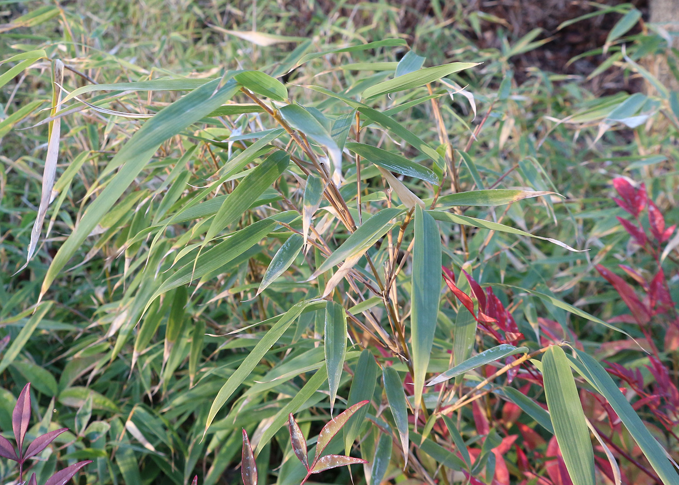 Image of Pseudosasa japonica specimen.