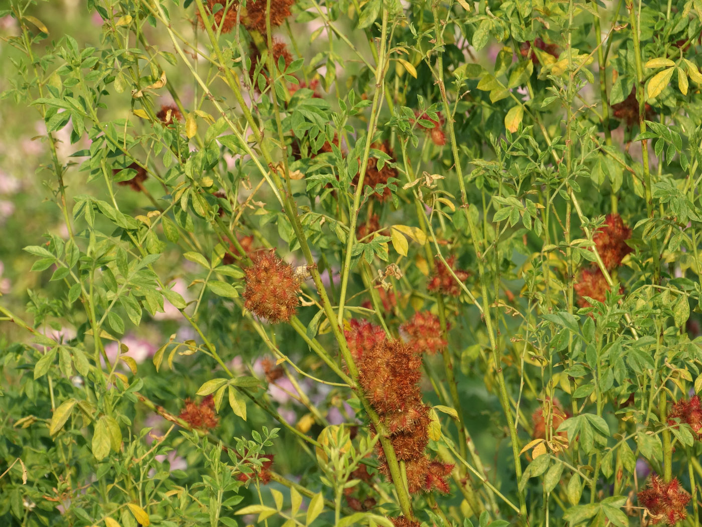 Изображение особи Glycyrrhiza echinata.