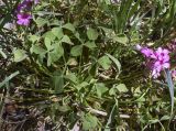 Oxalis articulata