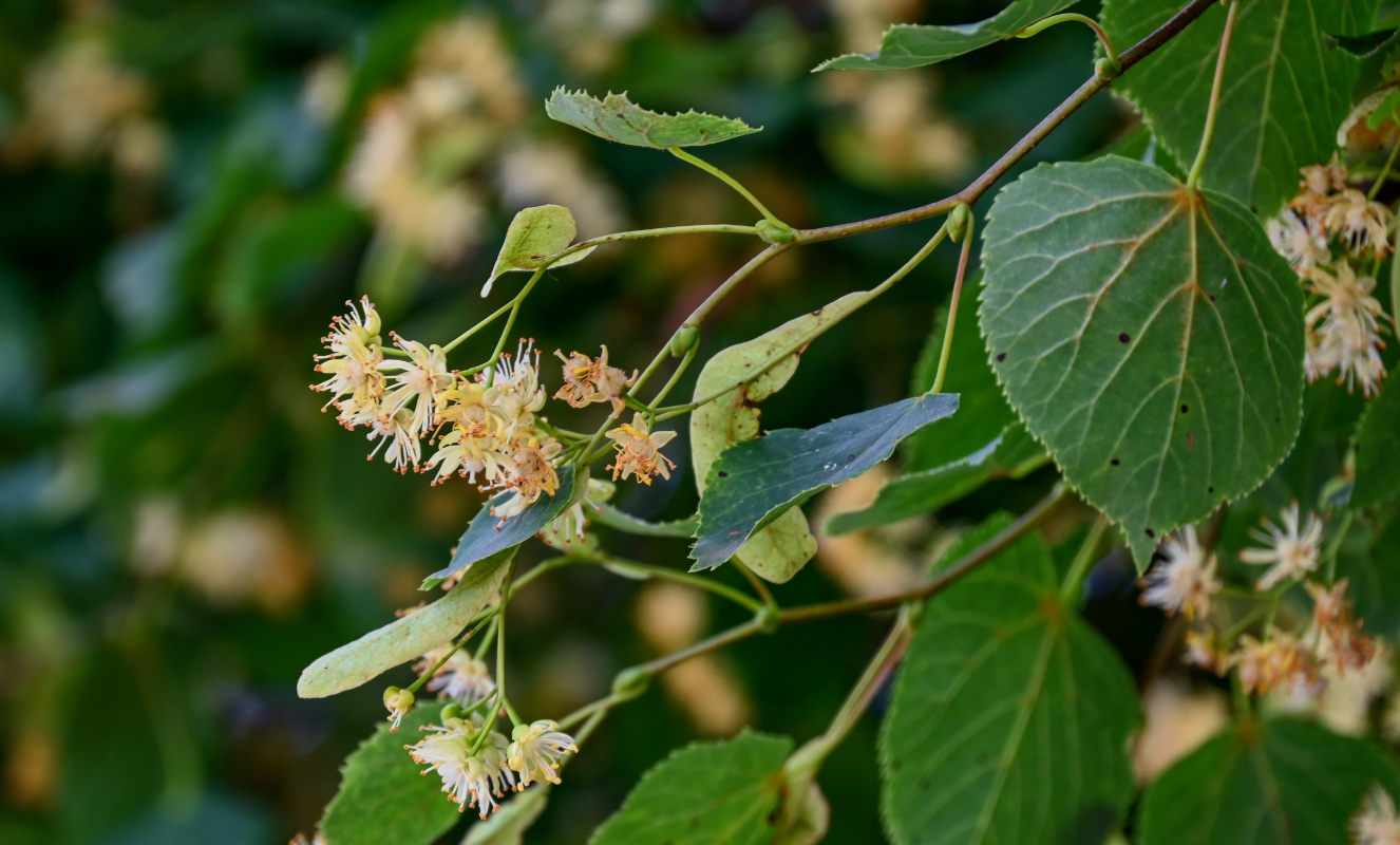 Image of genus Tilia specimen.