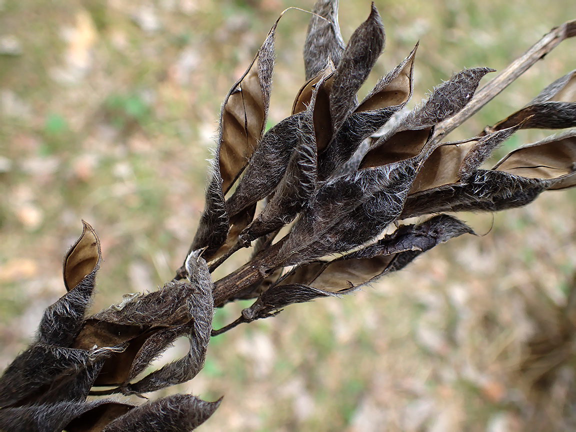 Изображение особи Lupinus polyphyllus.