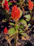 Celosia argentea