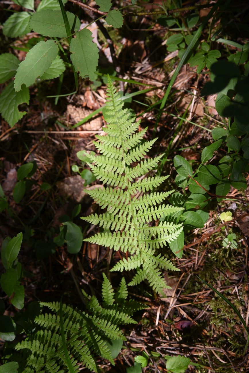 Image of Athyrium filix-femina specimen.