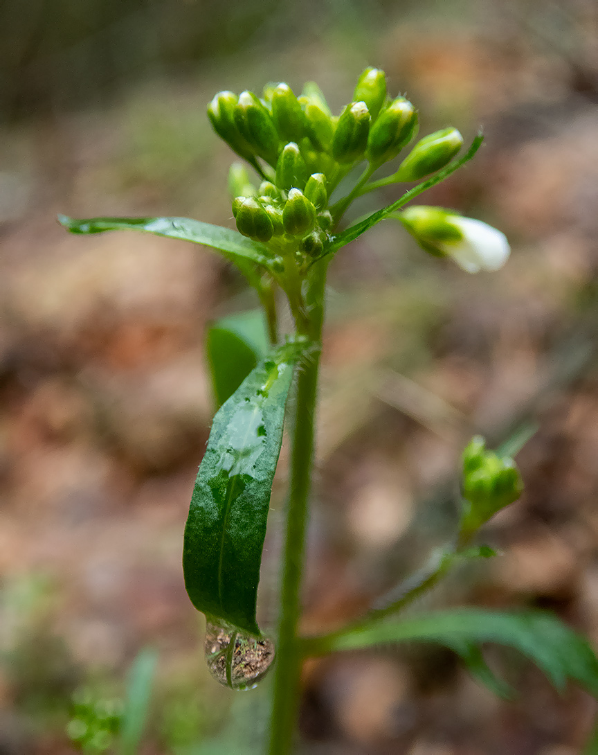 Image of Arabidopsis arenosa specimen.