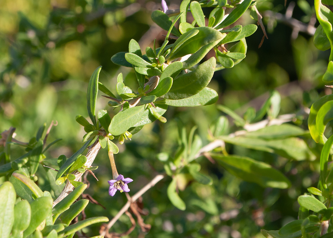 Image of genus Lycium specimen.