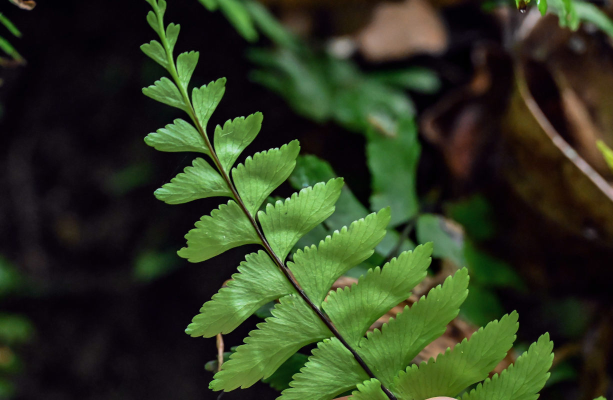 Изображение особи Hymenasplenium cheilosorum.