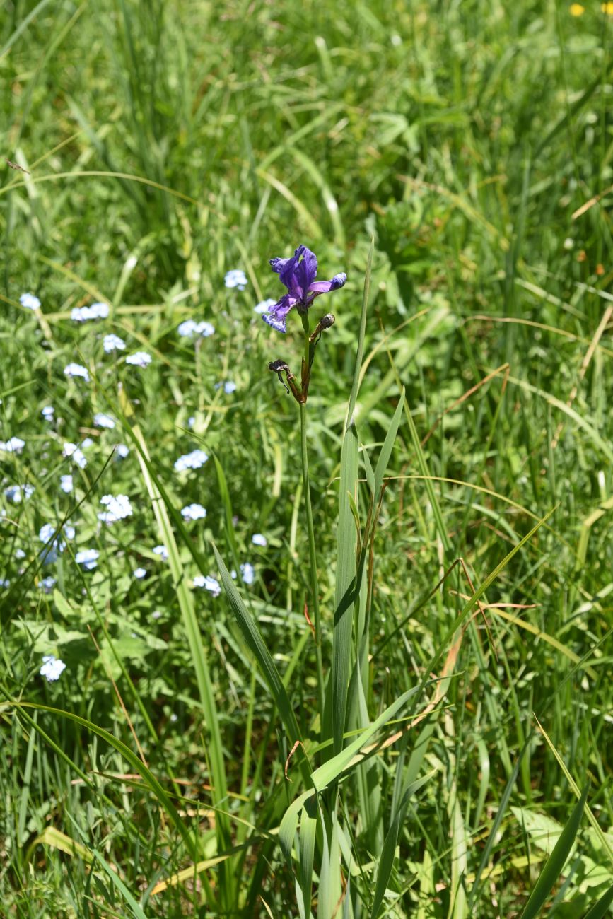 Изображение особи Iris sibirica.