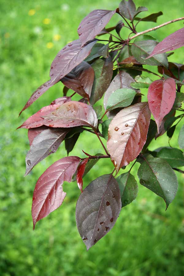 Image of Malus niedzwetzkyana specimen.