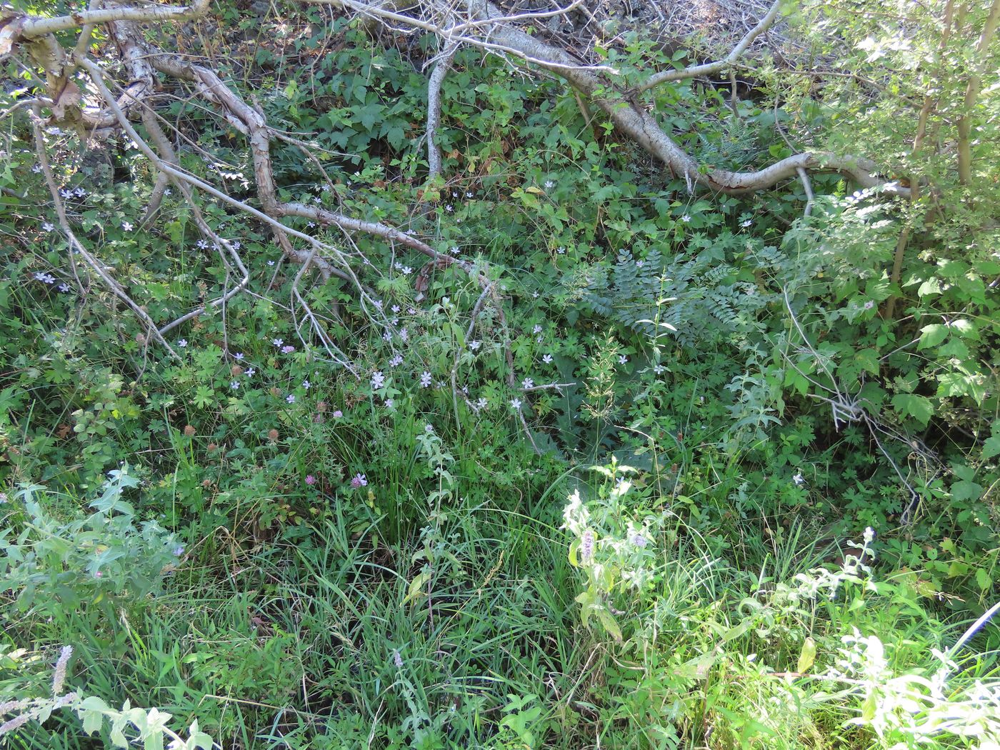 Image of Geranium collinum specimen.