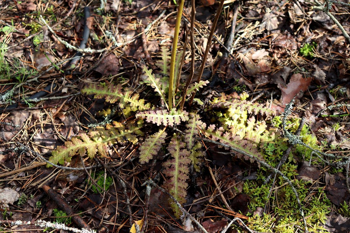 Изображение особи Pedicularis sceptrum-carolinum.