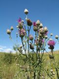 Centaurea scabiosa. Верхушка цветущего растения. Казахстан, Восточно-Казахстанская обл., Уланский р-н, Калбинское нагорье, массив Айыртау, разнотравное луговое сообщество у обочины автодороги. 29 июня 2024 г.