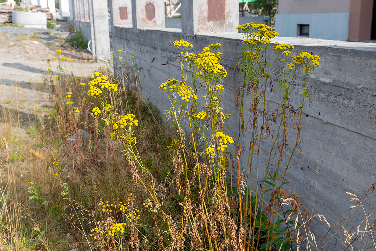 Изображение особи Tanacetum vulgare.