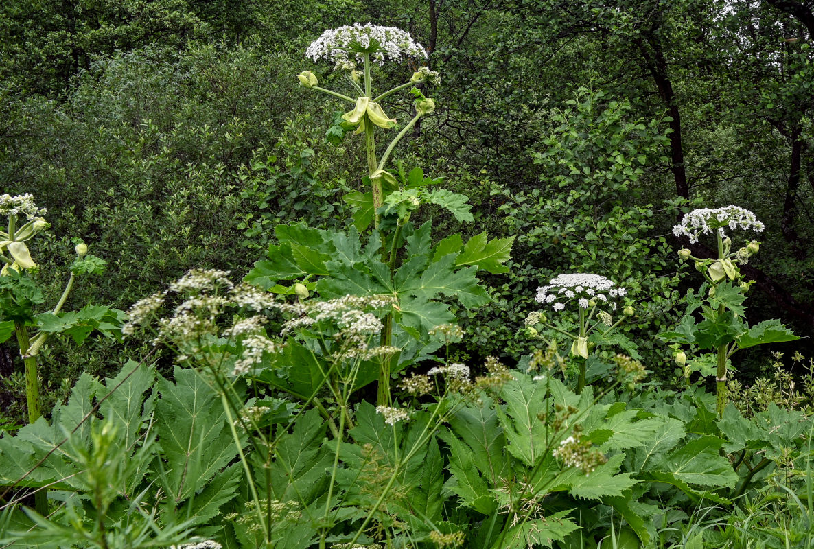 Image of Heracleum sosnowskyi specimen.