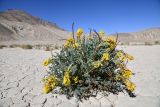 Corydalis fimbrillifera. Цветущее растение с прошлогодними сухими побегами. Таджикистан, Горно-Бадахшанская автономная обл., Мургабский р-н, дол. оз. Булункуль, выс. ≈ 3737 м н.у.м., глинистый такыр в межгорном понижении. 3 июля 2024 г.