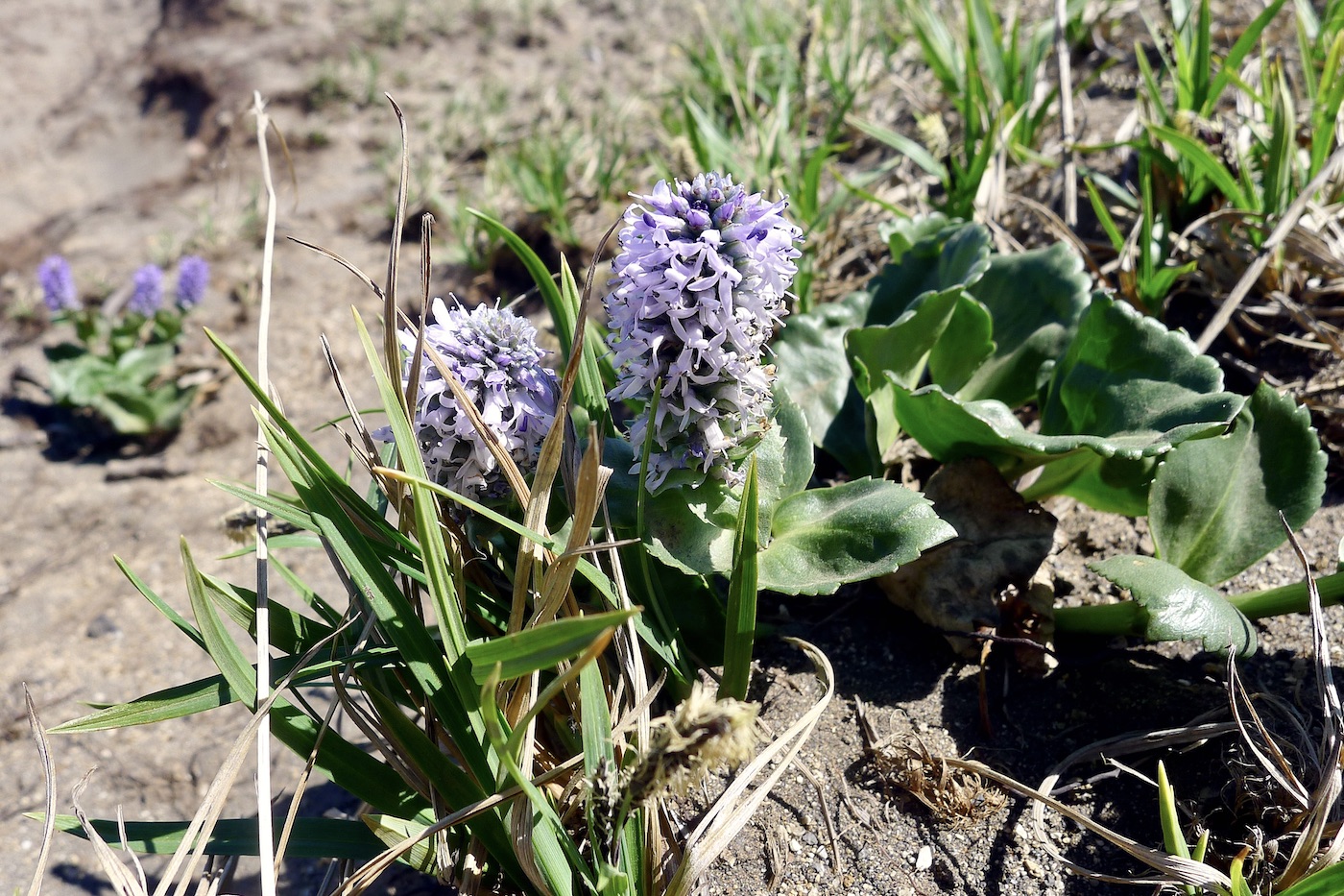 Изображение особи Lagotis glauca.