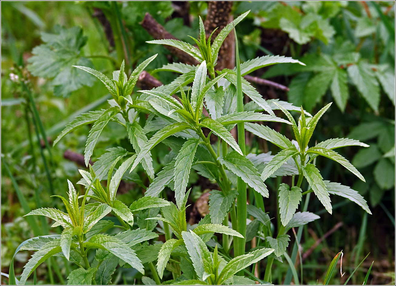 Image of Veronica longifolia specimen.