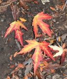 Acer saccharinum