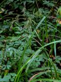 Scirpus radicans. Верхушка плодоносящего растения. Московская обл., Волоколамский гор. округ, долина р. Каменка, опушка смешанного леса, топкий берег реки. 17.08.2024.