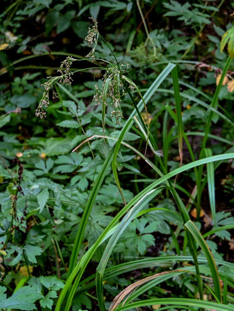 Image of Scirpus radicans specimen.