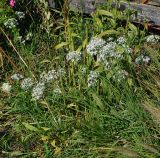 Allium ramosum