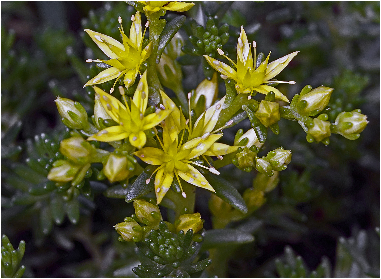 Изображение особи Sedum sexangulare.