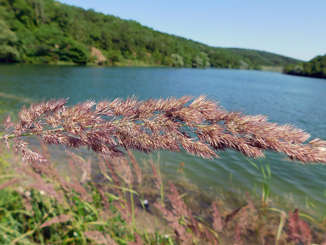 Изображение особи Calamagrostis pseudophragmites.