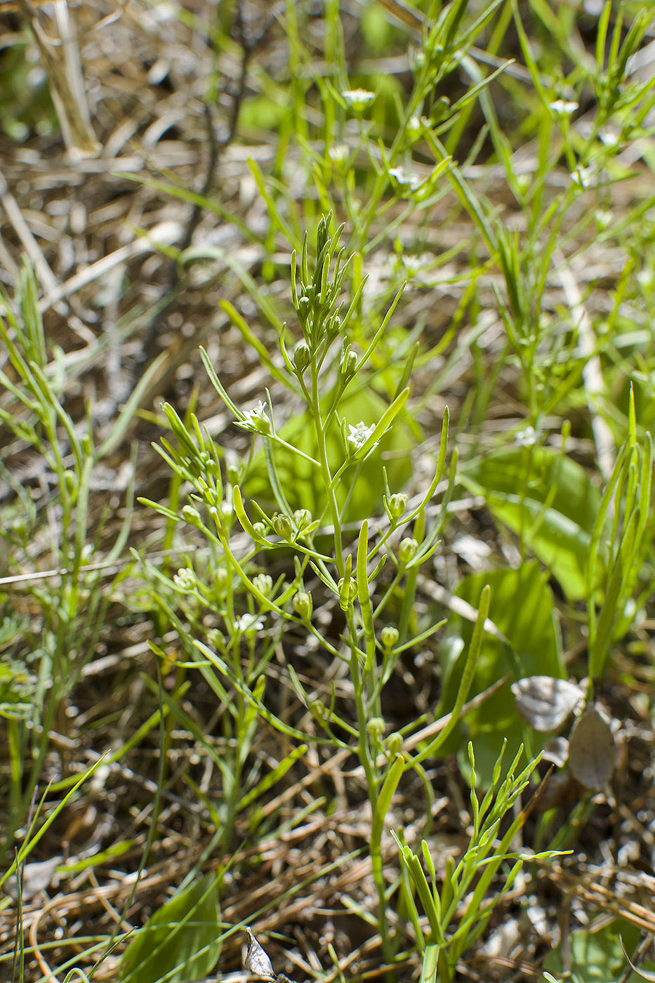 Изображение особи Thesium repens.