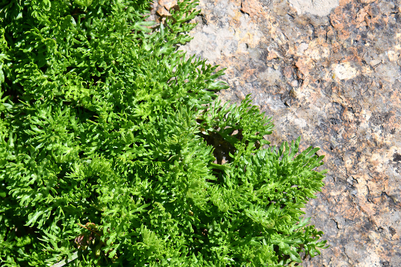 Image of Pyrethrum karelinii specimen.