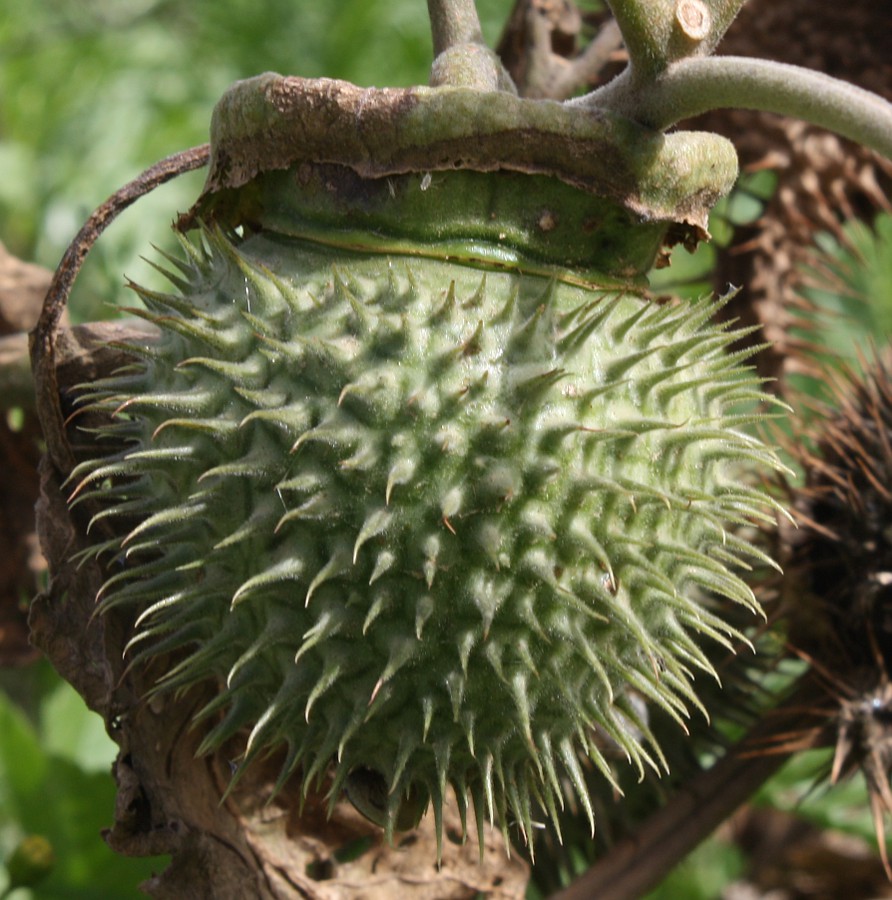 Image of Datura innoxia specimen.