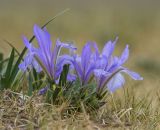 View full-size image Iris lactea