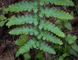 View full-size image Dryopteris cristata