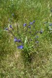 View full-size image Anchusa azurea