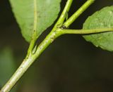 Смотреть изображение Salix kangensis