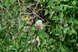 View full-size image Trifolium ambiguum