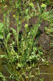 View full-size image genus Cardamine