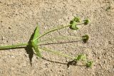 View full-size image Knautia montana