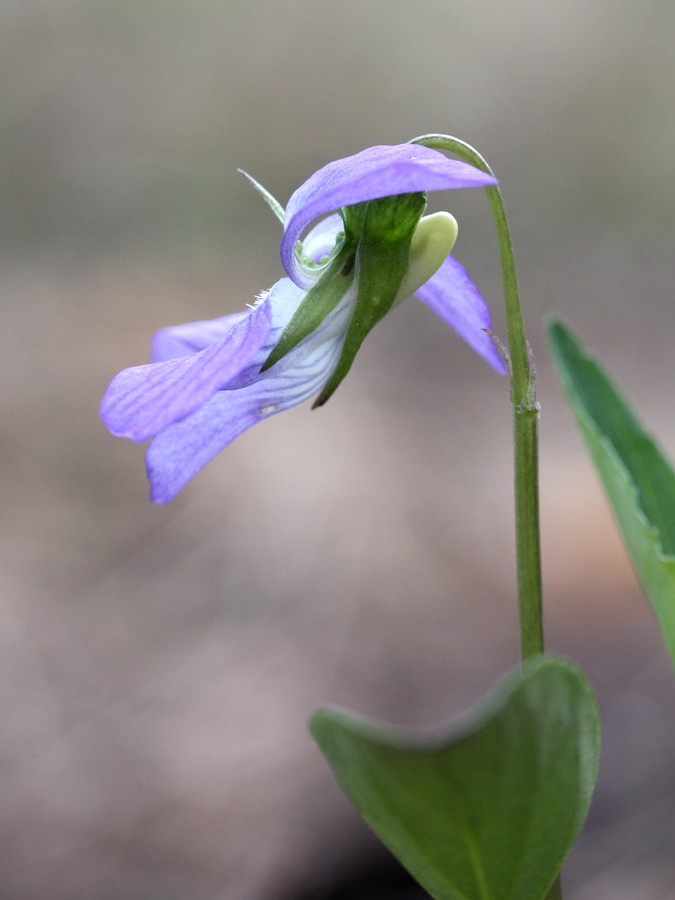 Image of Viola canina specimen.