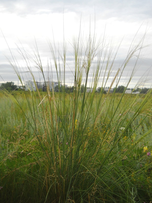 Image of Stipa capillata specimen.