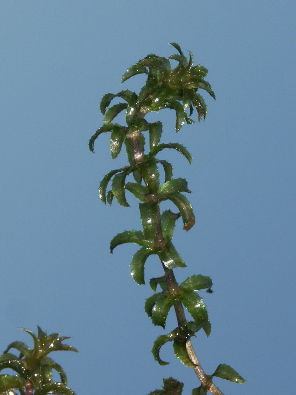 Изображение особи Hydrilla verticillata.