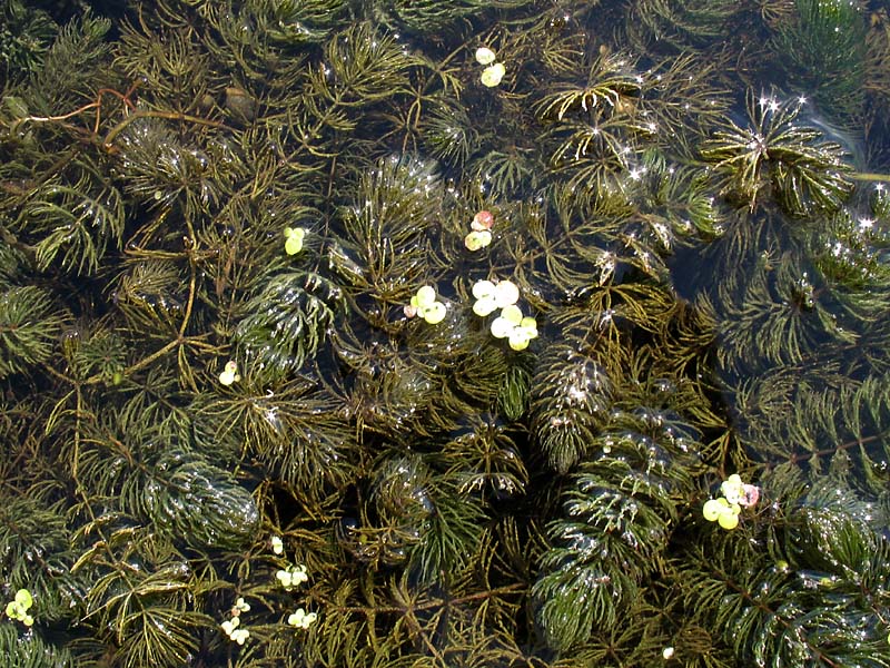 Изображение особи Ceratophyllum demersum.