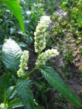 Persicaria scabra. Верхушка побега с соцветиями. Коми, г. Сыктывкар, окраина, поле. 07.09.2011.