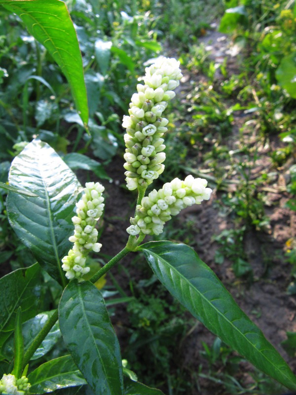 Image of Persicaria scabra specimen.