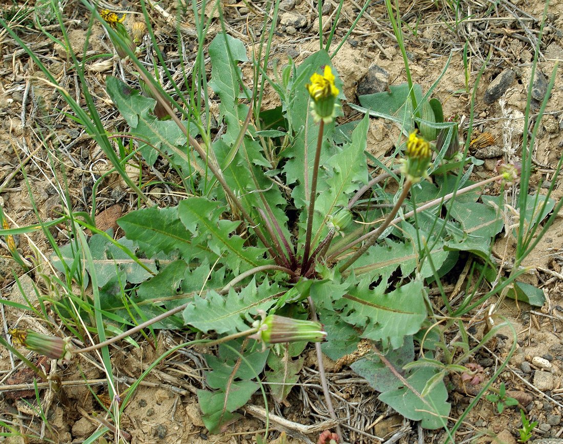 Изображение особи Taraxacum karatavicum.