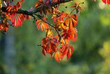 Parthenocissus quinquefolia. Часть лозы с листьями в осенней раскраске. Московская обл., Раменский р-н, окр. дер. Хрипань, дачный участок. 24.09.2007.