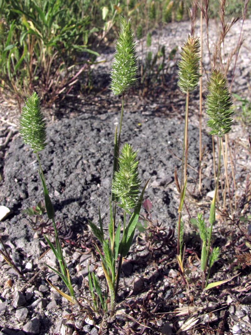 Image of Rostraria cristata specimen.