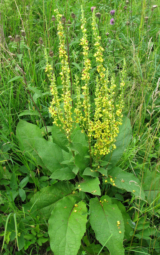 Image of Verbascum nigrum specimen.