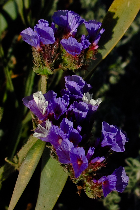 Image of Limonium sinuatum specimen.